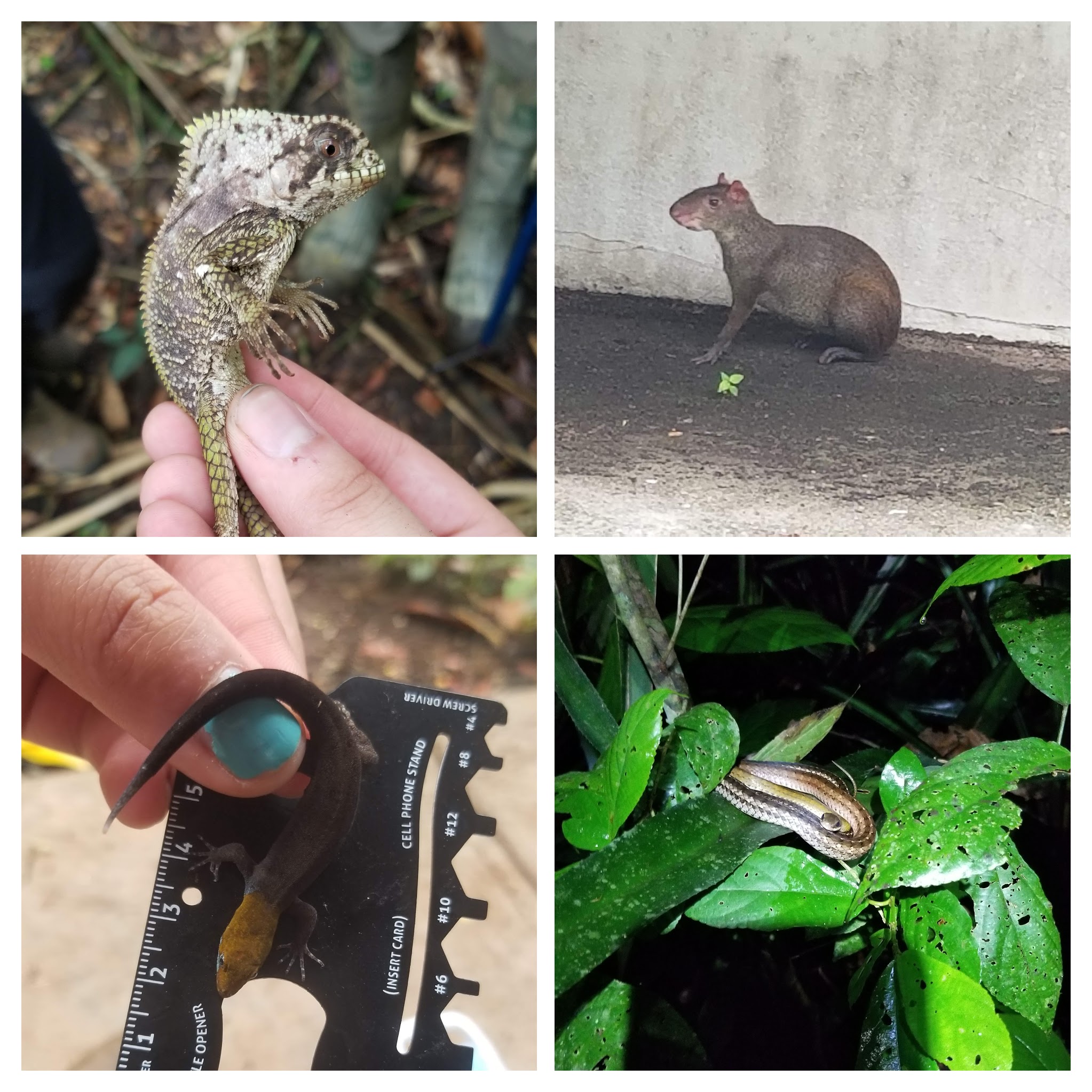 From left to right, _Corytophanes cristatus_, an agouti, _Gonatodes albigularis_, and an unidentified colubrid snake which may possibly be _Mastigodryas alternatus_.