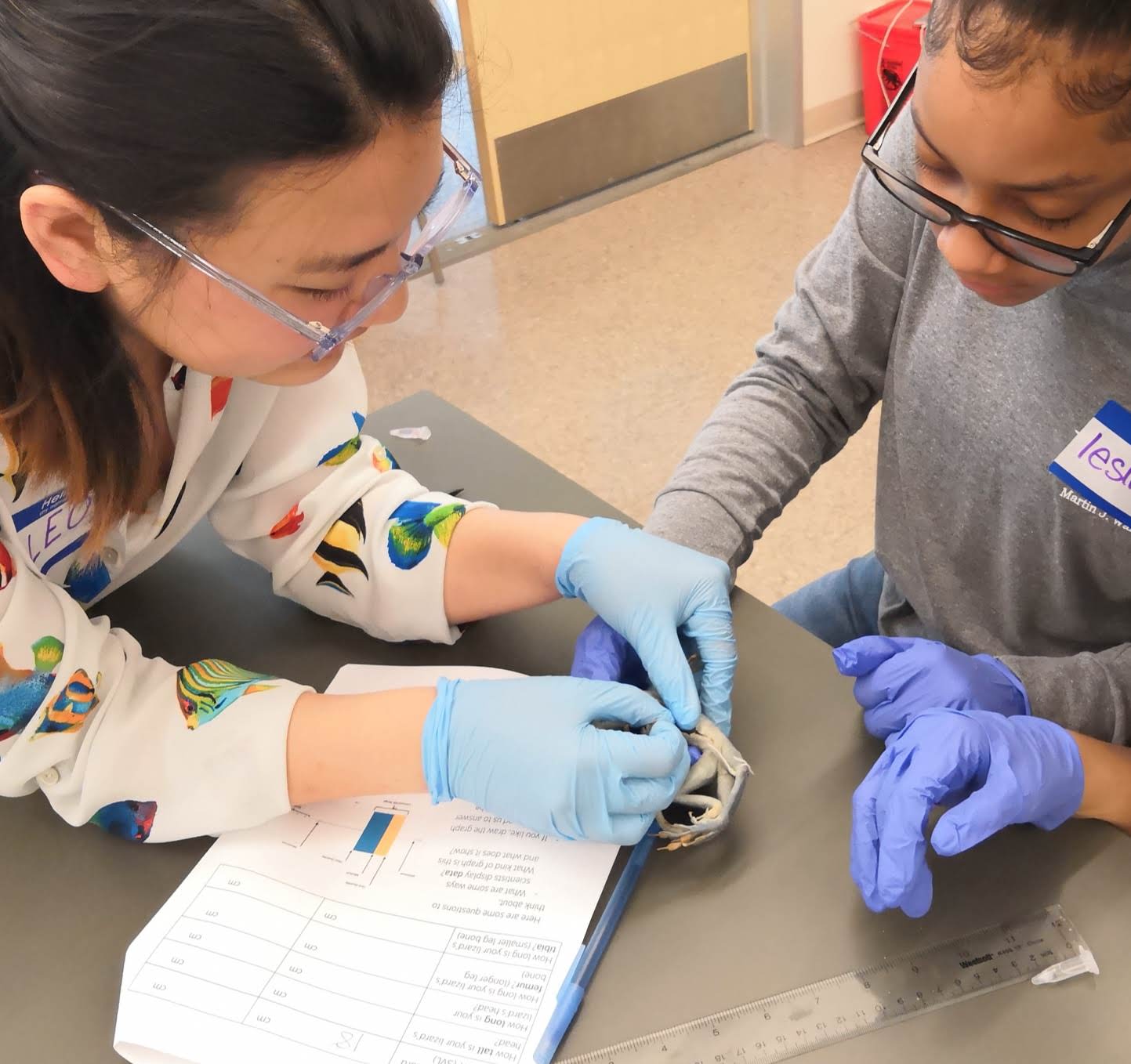 A student and I examined an _Anolis cuvieri_ specimen.