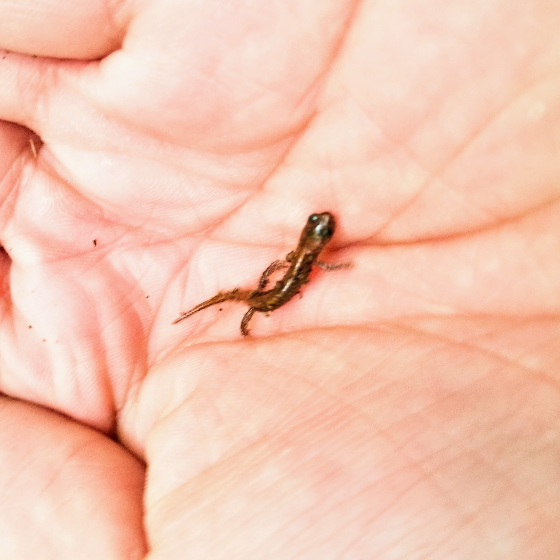 I mean, look at him! This cutie definitely belongs in [r/tinyanimalsonfingers.](https://www.reddit.com/r/tinyanimalsonfingers/)